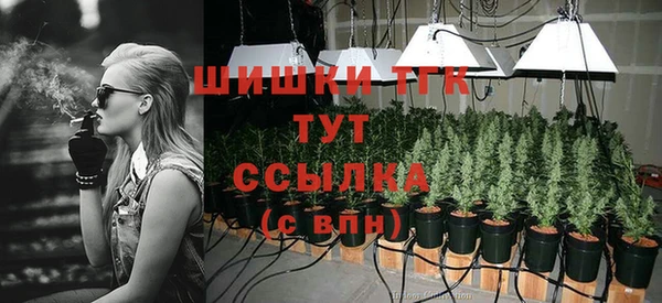 прущие грибы Абинск